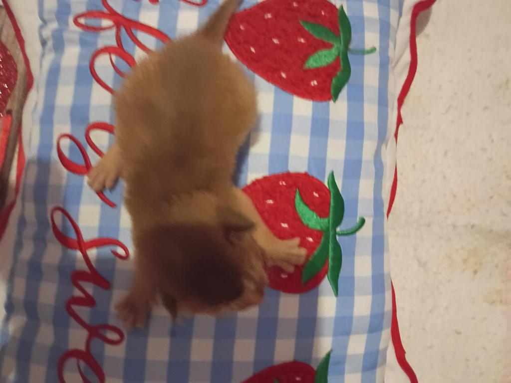 Holiday Red Rosie photo 5