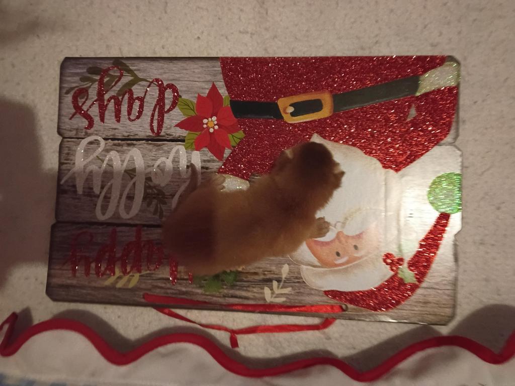 Holiday Red Rosie photo 3