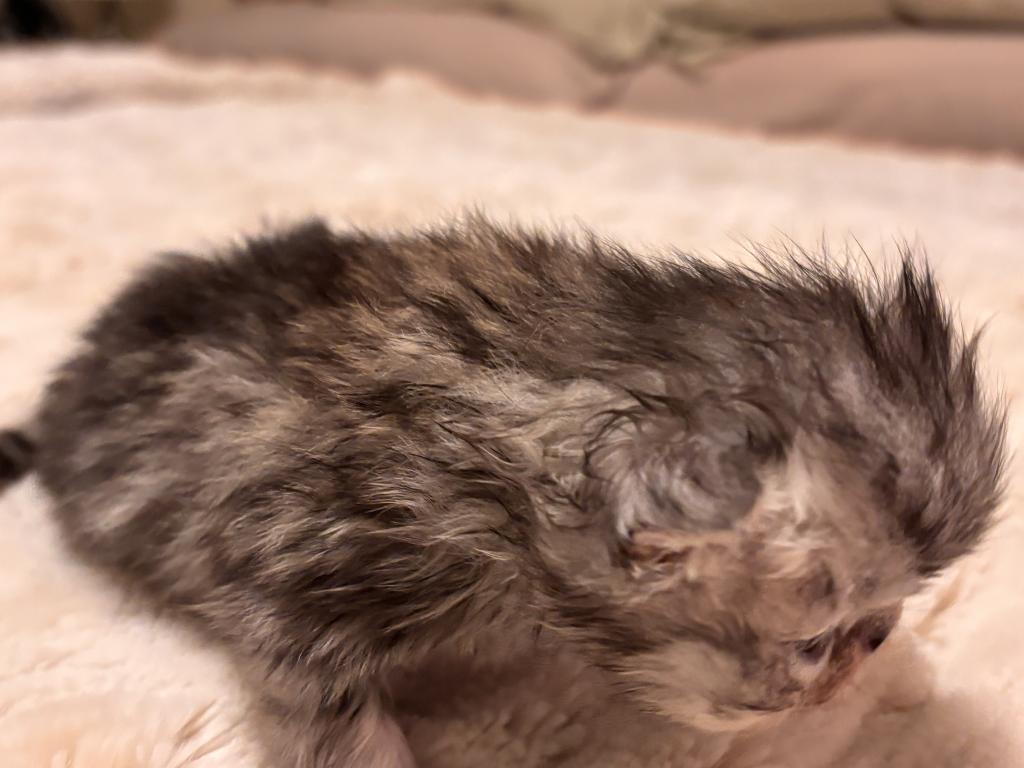 Tortoiseshell photo 2