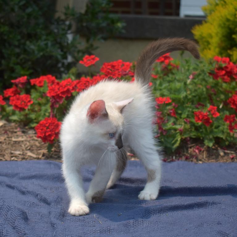 Pebbles photo 5
