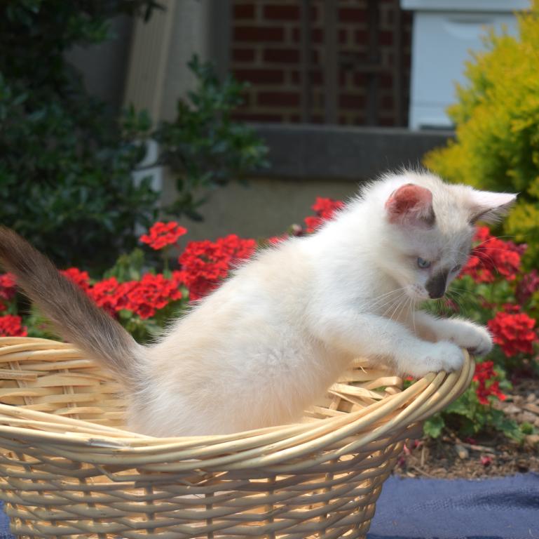 Pebbles photo 2