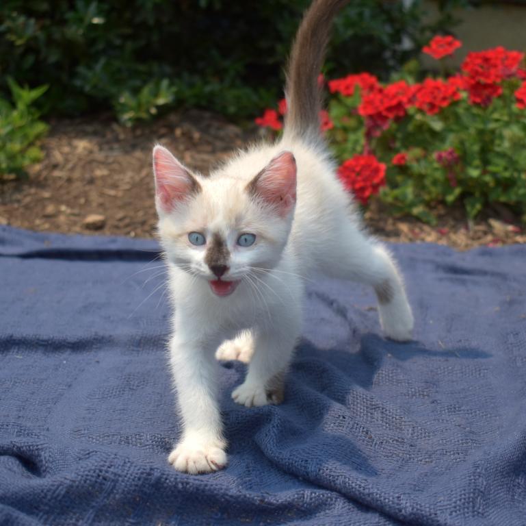 Pebbles photo 3