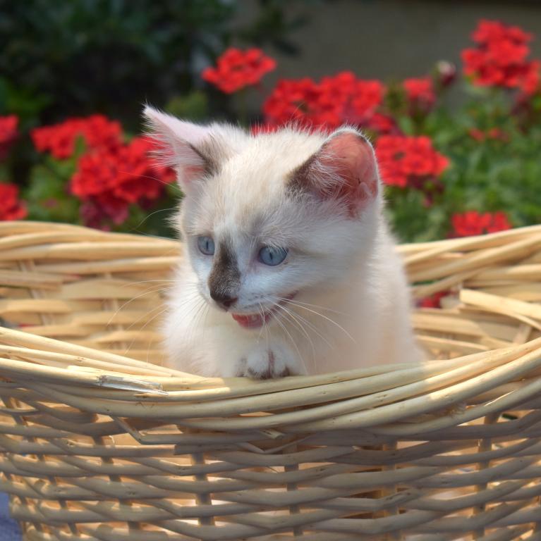 Pebbles photo 4