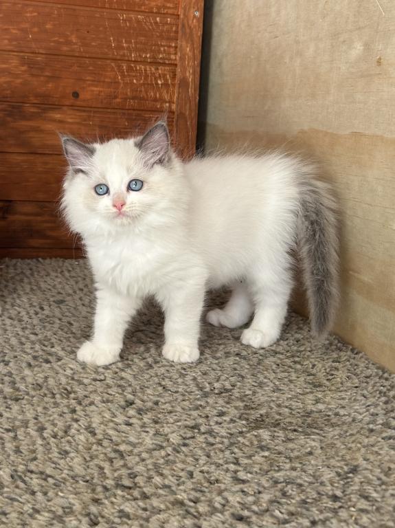 Sweet Ragdoll Girl Kitten photo 2