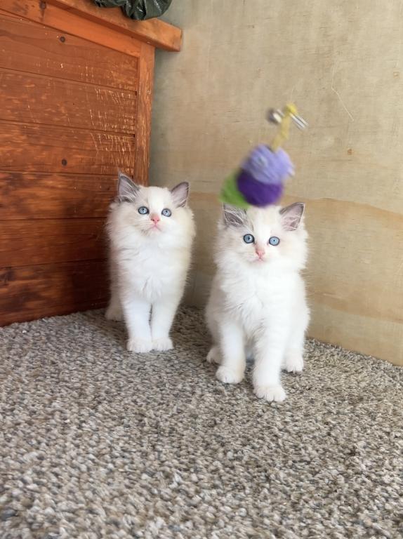 Sweet Ragdoll Girl Kitten photo 1