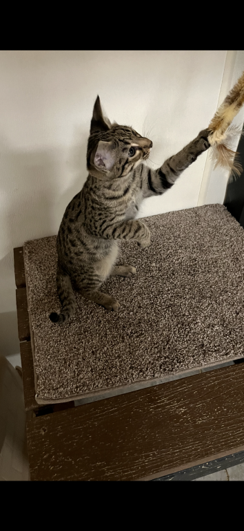 F2 Savannah Boy Wilbert photo 2