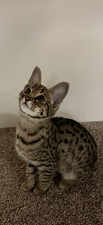F2 Savannah Boy Wilbert photo 3