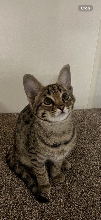 F2 Savannah Boy Wilbert photo 1
