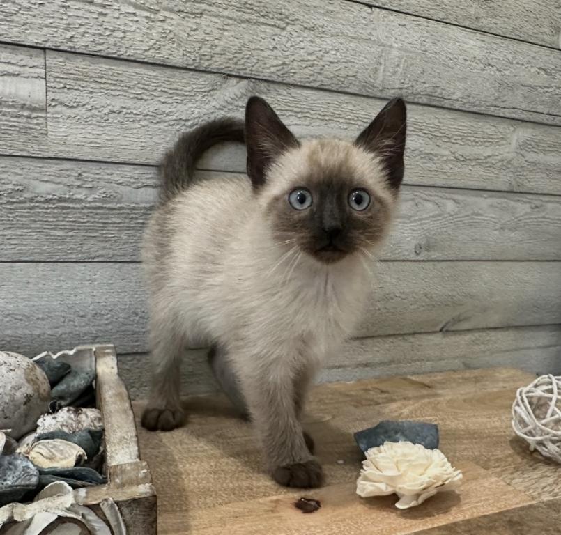 Siamese Beautiful Girl photo 3