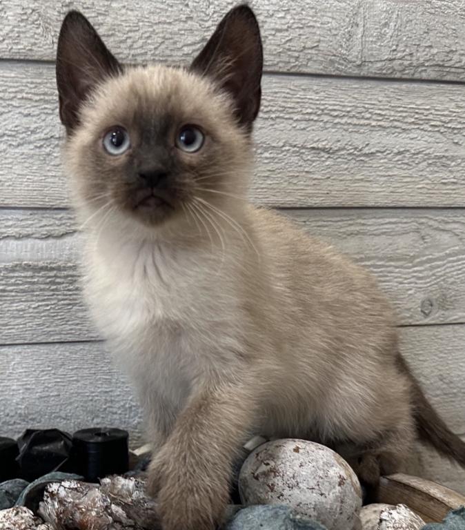 Siamese Beautiful Girl photo 1