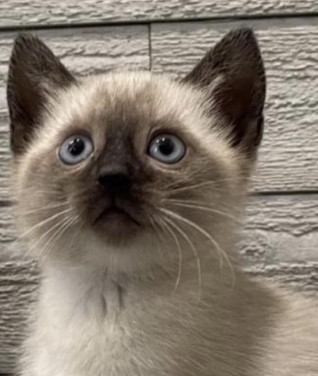 Siamese Beautiful Girl photo 2