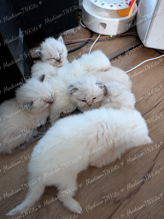 Lovely Litter Of Angels photo 2