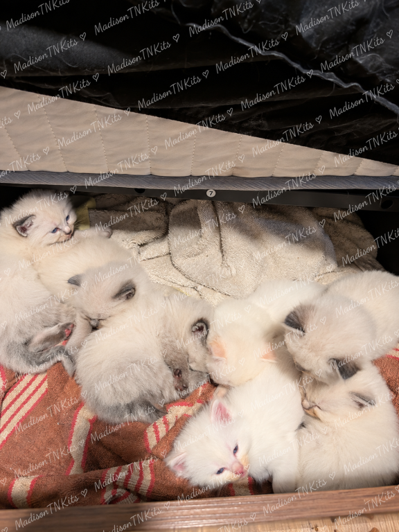 Lovely Litter Of Angels