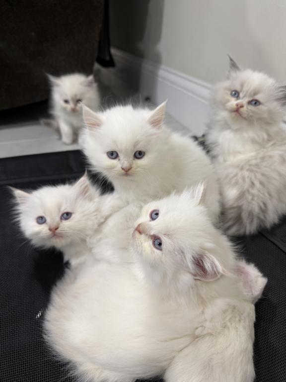 Ragdoll Kittens