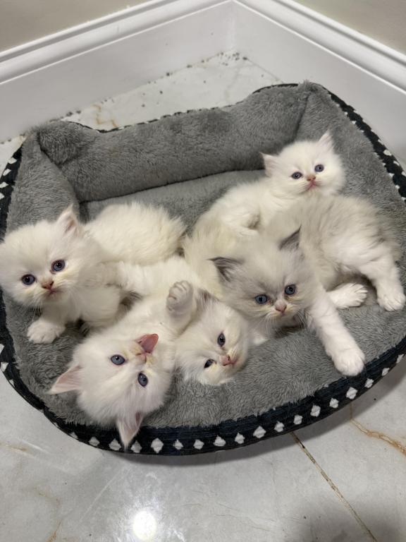 Ragdoll Kittens photo 2