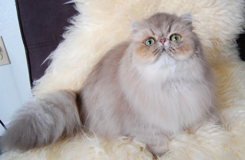 Silver & Golden Persian & British Kittens For Sale photo 18