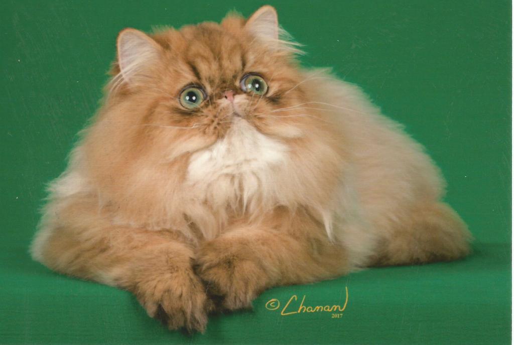 Silver & Golden Persian & British Kittens For Sale photo 22