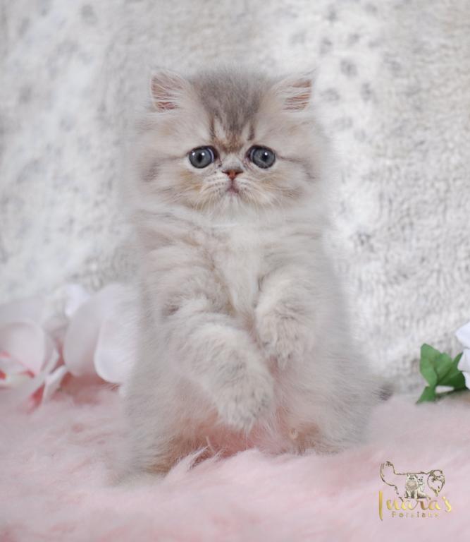 Silver & Golden Persian & British Kittens For Sale photo 12