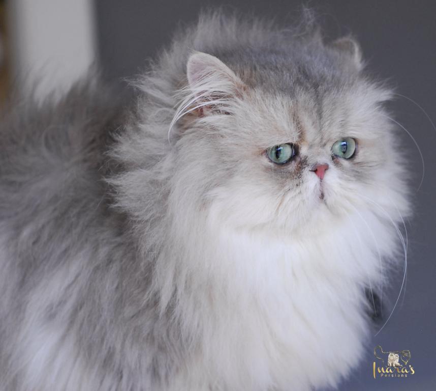 Silver & Golden Persian & British Kittens For Sale photo 13