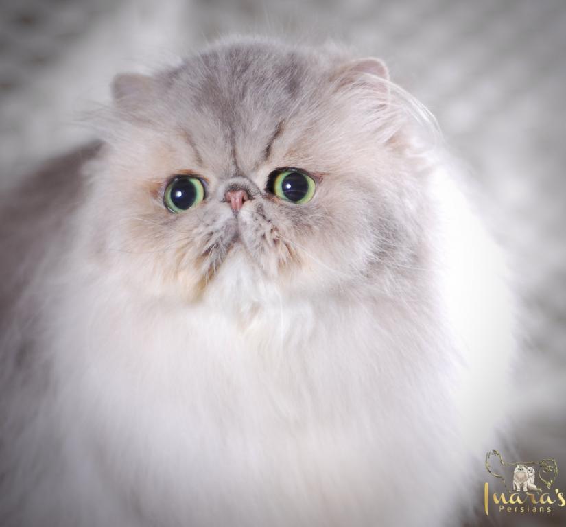 Silver & Golden Persian & British Kittens For Sale