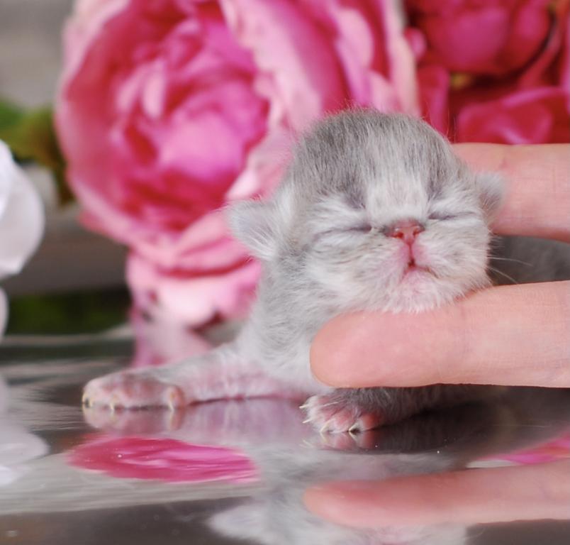 Silver & Golden Persian & British Kittens For Sale photo 5