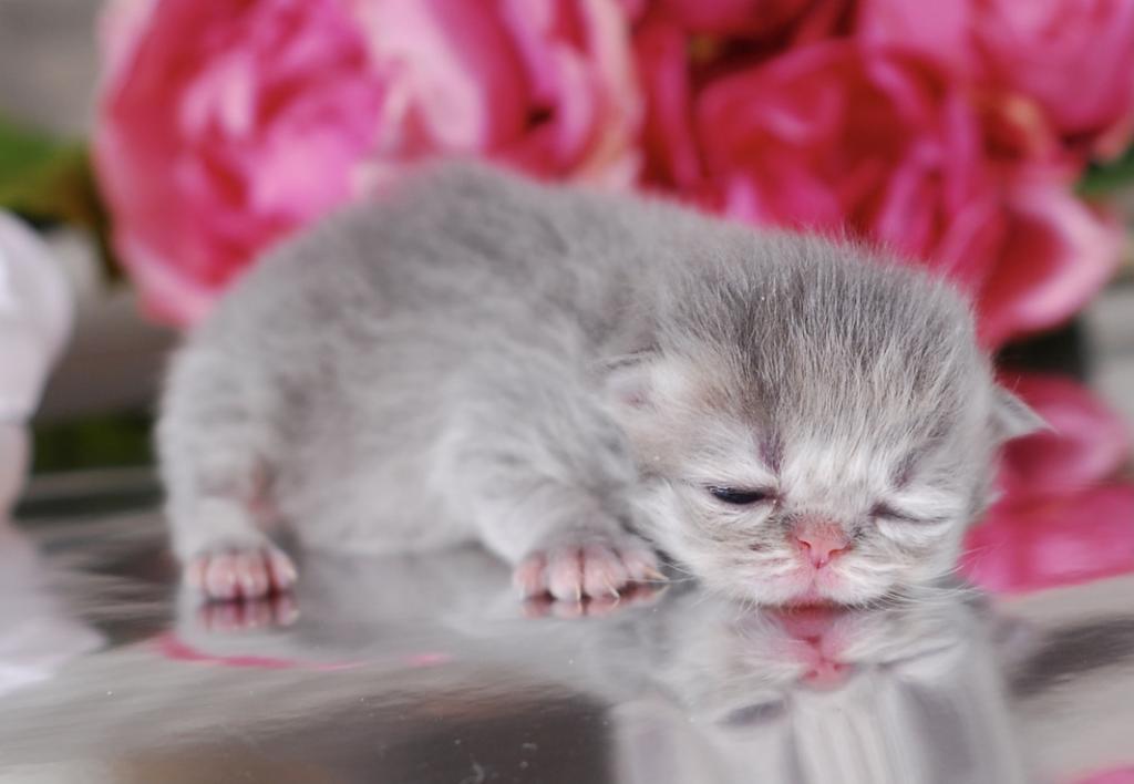 Silver & Golden Persian & British Kittens For Sale photo 7