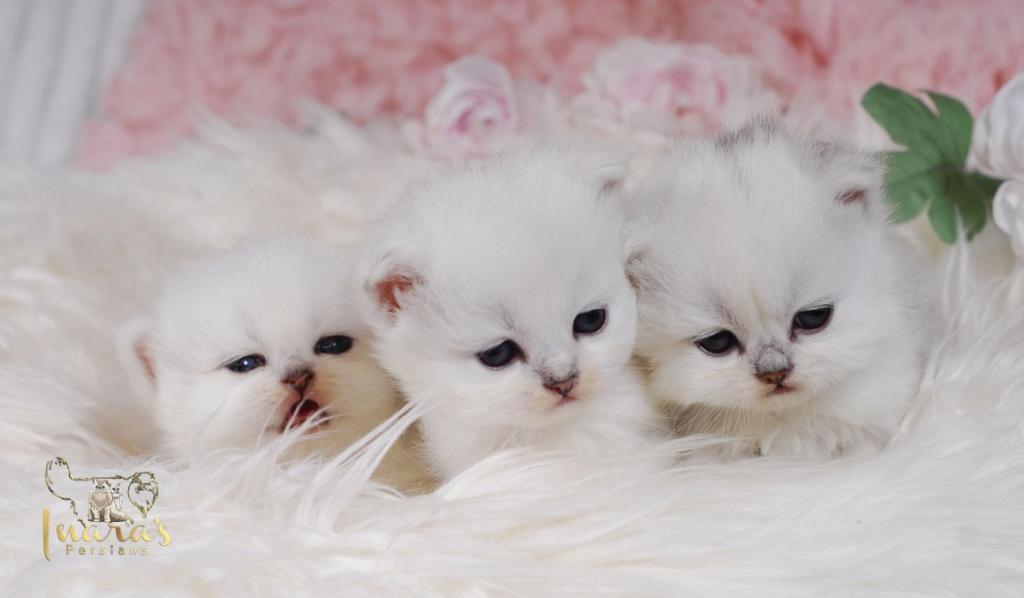 Silver & Golden Persian & British Kittens For Sale photo 17