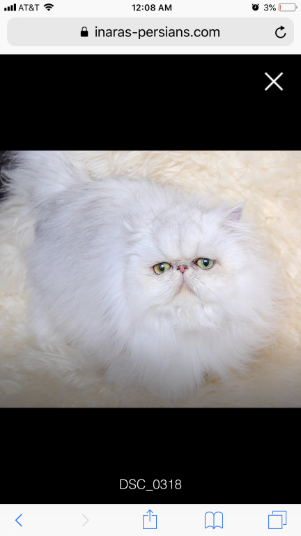 Silver & Golden Persian & British Kittens For Sale photo 2