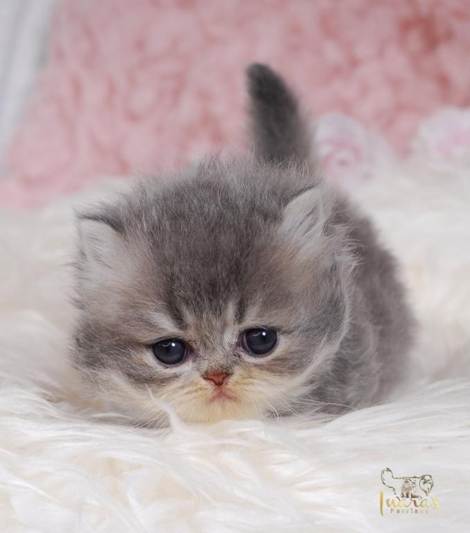 Silver & Golden Persian & British Kittens For Sale photo 16