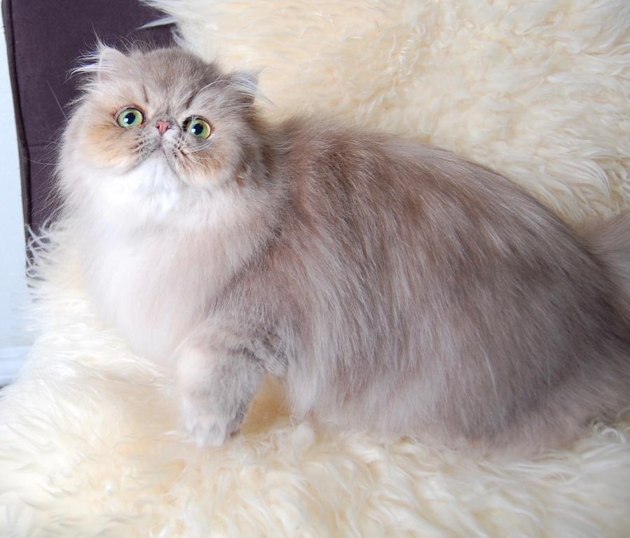 Silver & Golden Persian & British Kittens For Sale photo 20