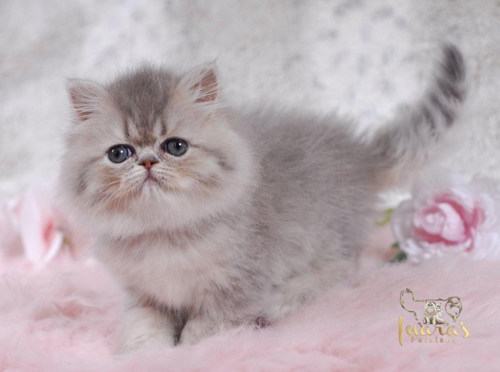 Silver & Golden Persian & British Kittens For Sale photo 11