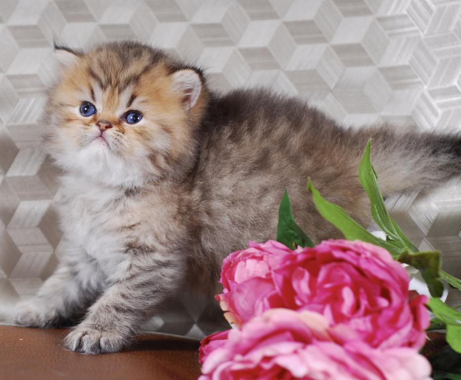 Silver & Golden Persian & British Kittens For Sale photo 4