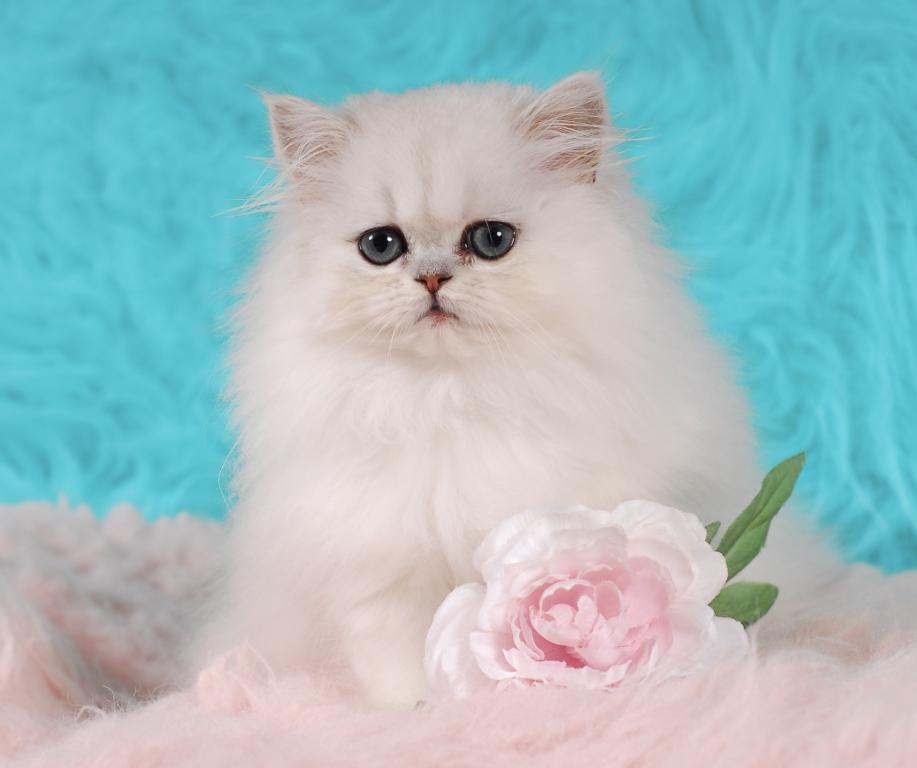 Silver & Golden Persian & British Kittens For Sale photo 14