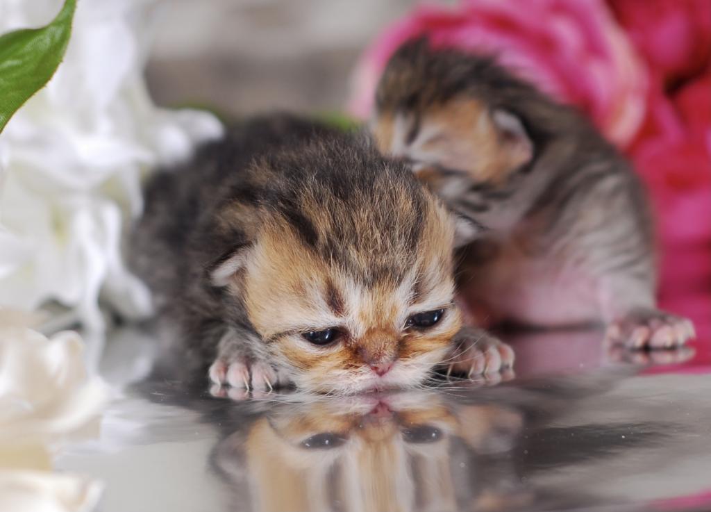 Silver & Golden Persian & British Kittens For Sale photo 8
