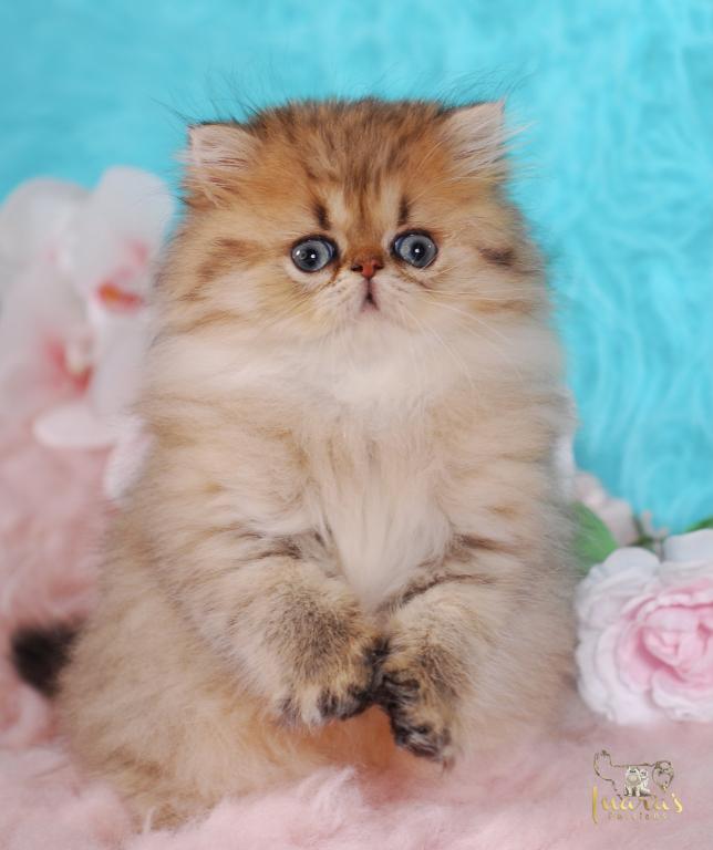 Silver & Golden Persian & British Kittens For Sale photo 9