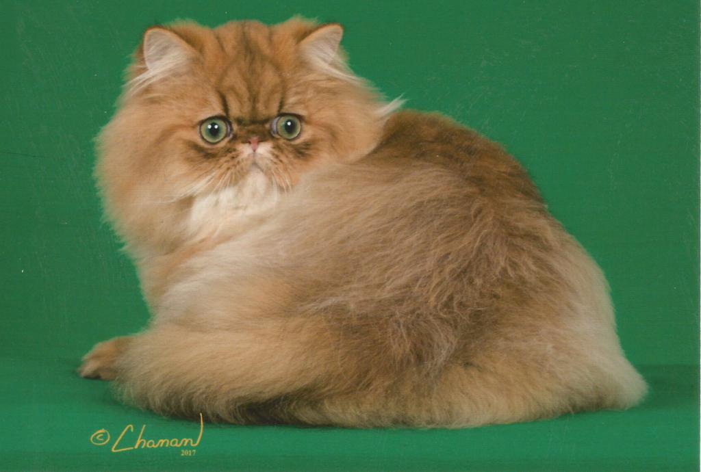 Silver & Golden Persian & British Kittens For Sale photo 21