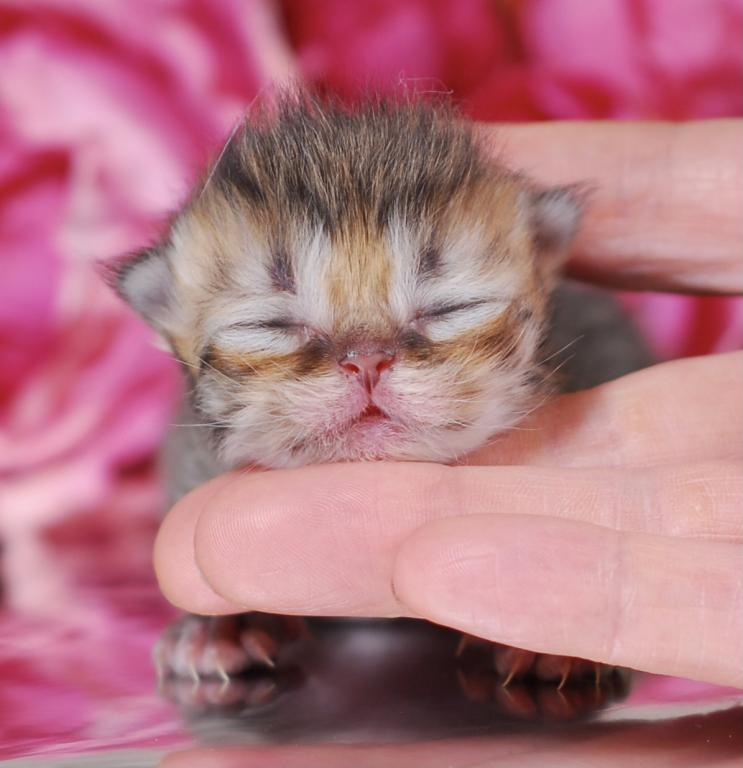 Silver & Golden Persian & British Kittens For Sale photo 10
