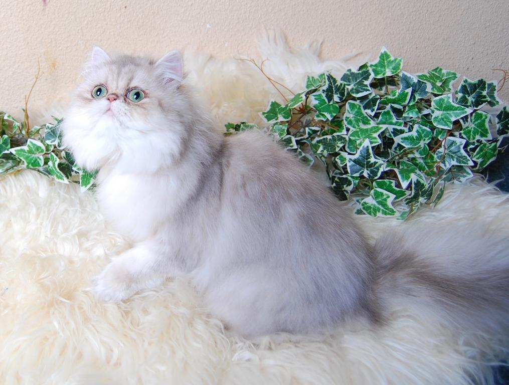 Silver & Golden Persian & British Kittens For Sale photo 15