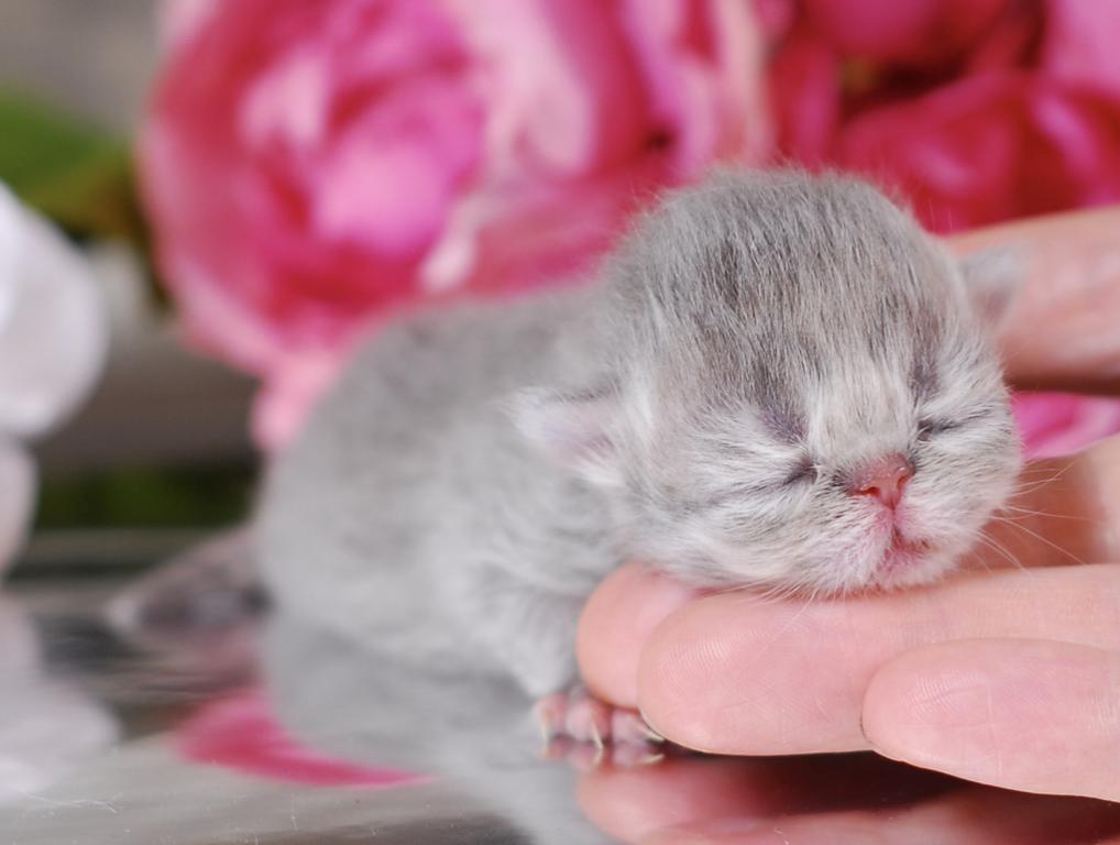 Silver & Golden Persian & British Kittens For Sale photo 6