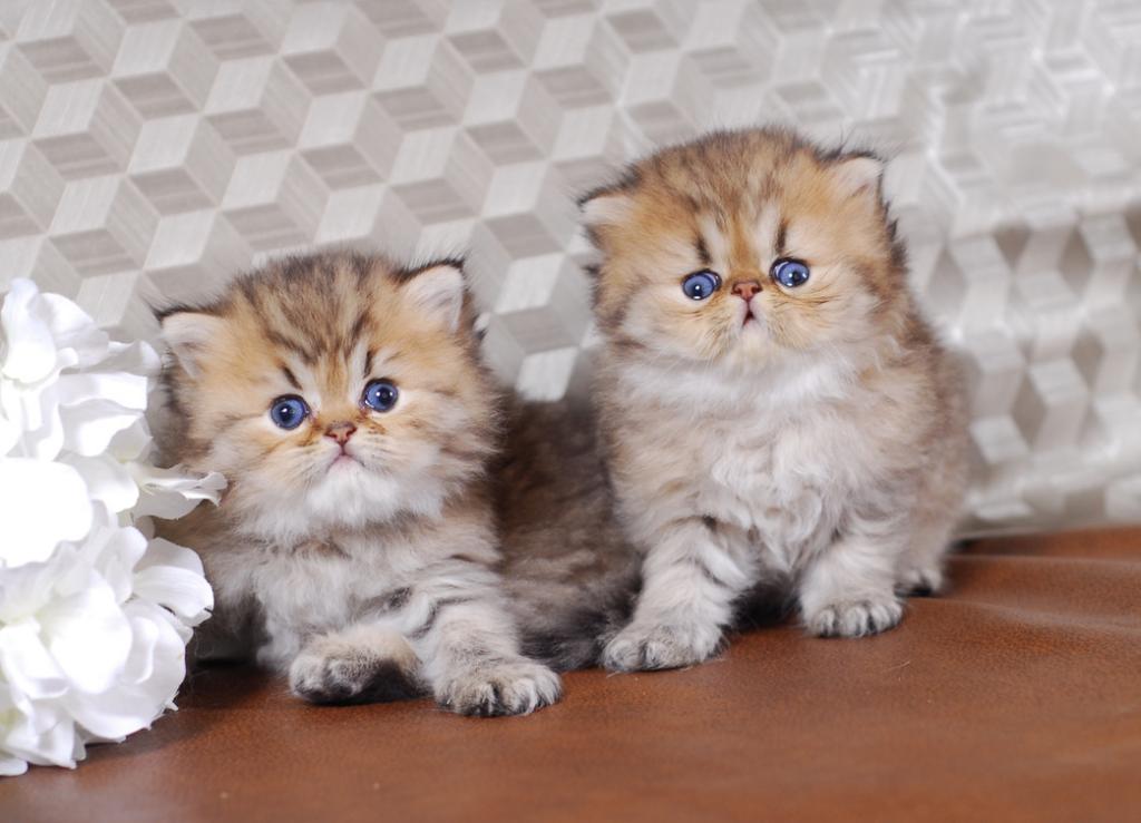 Silver & Golden Persian & British Kittens For Sale photo 3