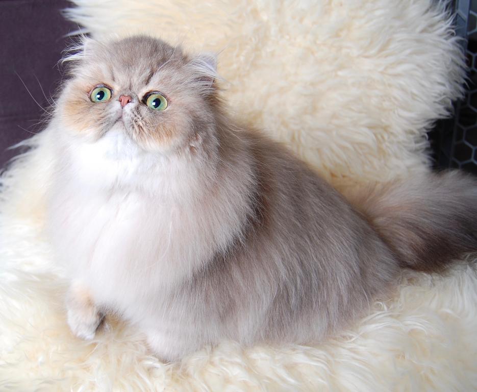 Silver & Golden Persian & British Kittens For Sale photo 19
