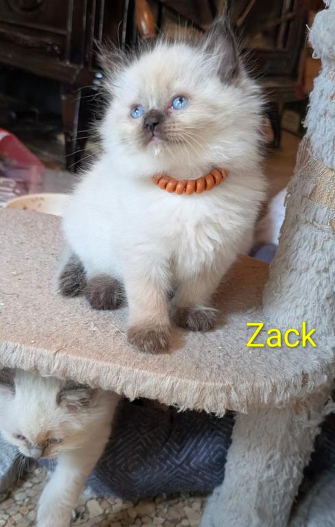 Zack photo 3