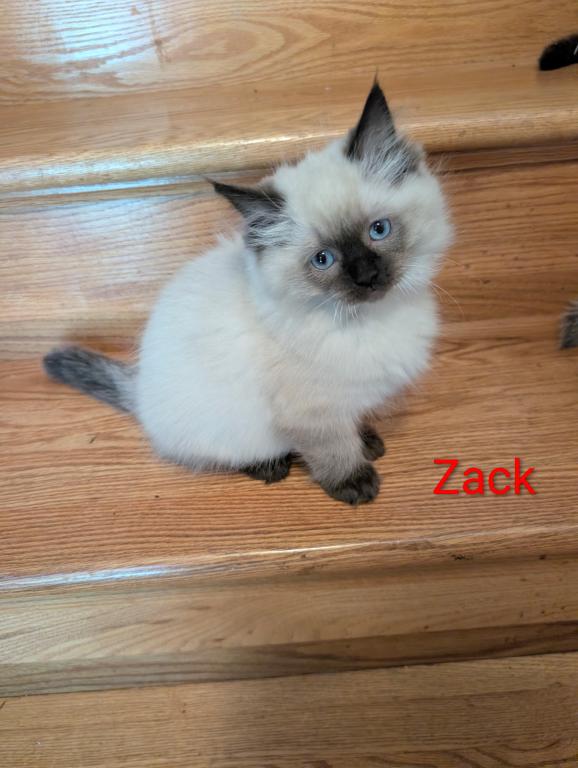 Zack photo 4