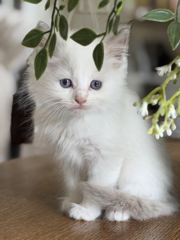 Lilac Bicolor Boy photo 1