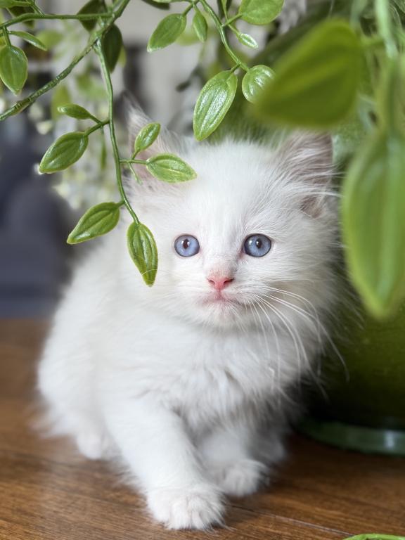 Lilac Bicolor Boy photo 3
