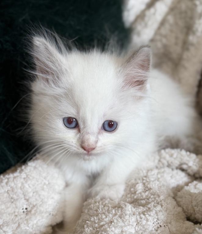 Lilac Bicolor Boy photo 2
