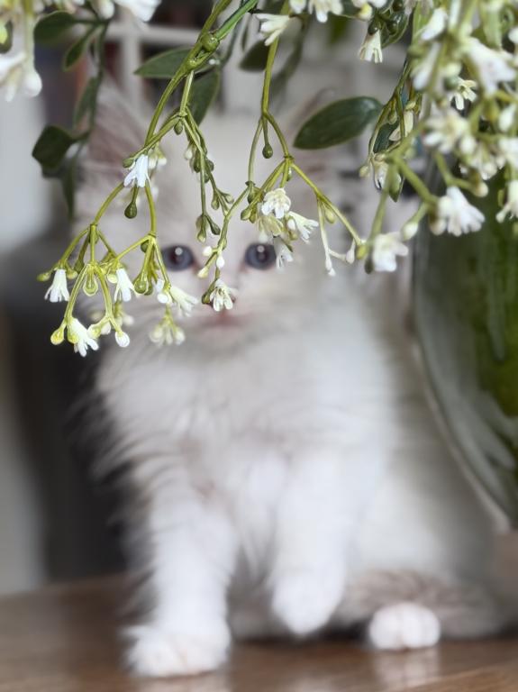 Lilac Bicolor Boy photo 4