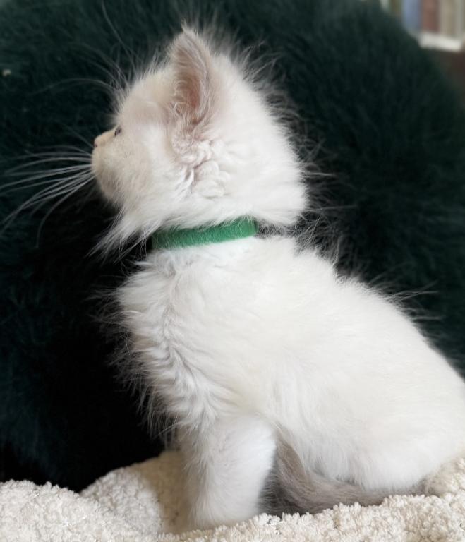 Lilac Bicolor Boy photo 5