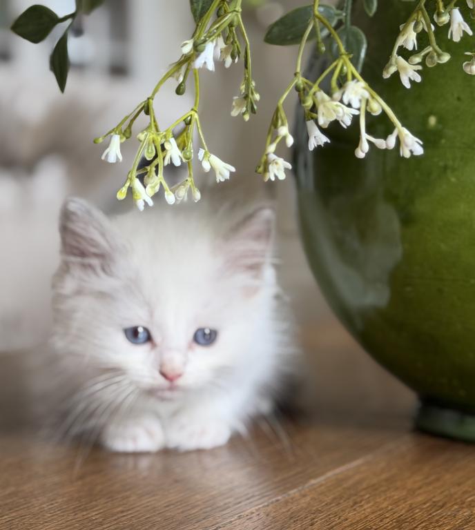 Lilac Bicolor Boy photo 6