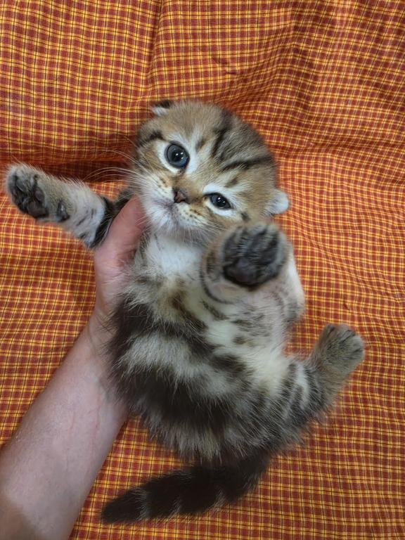 Tigr photo 3